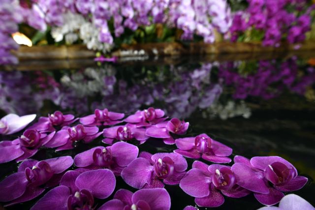 Τα πρώτα φυτά εμφανίσθηκαν πάνω στη Γη πριν από 500 εκατ. χρόνια