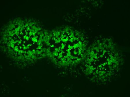 Φυσικό συστατικό εμποδίζει την εξάπλωση των ιών [Βίντεο]