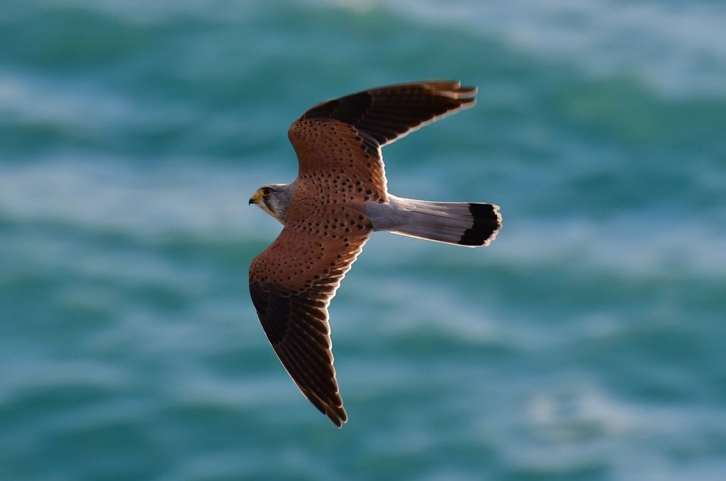 Πέντε ελληνικές υποψηφιότητες στον τελικό των Βραβείων Natura 2000