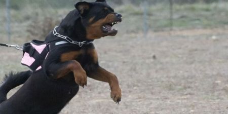 Αποζημίωση 160.000 ευρώ για τον θάνατο 5χρονου από δύο σκυλιά