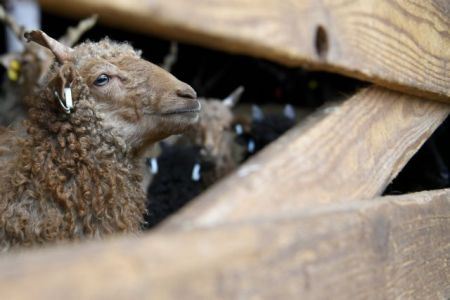 Η πρώτη κλωνοποιημένη κατσίκα του κόσμου έγινε μητέρα