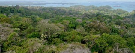 Απάντηση σε άρθρο του προέδρου του συλλόγου Δασολόγων
