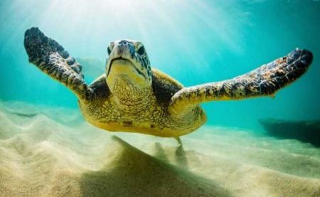 Οι θαλάσσιες χελώνες ξέρουν καράτε!