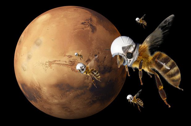 H NASA θα στείλει ρομπομέλισσες στον Αρη | tovima.gr