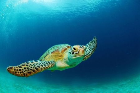 Τα μυστικά της θαλάσσιας χελώνας