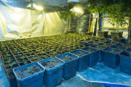 Αττική: Υπο καλλιέργεια κάνναβη σε βίλες εντόπισε η ΕΛ.ΑΣ.