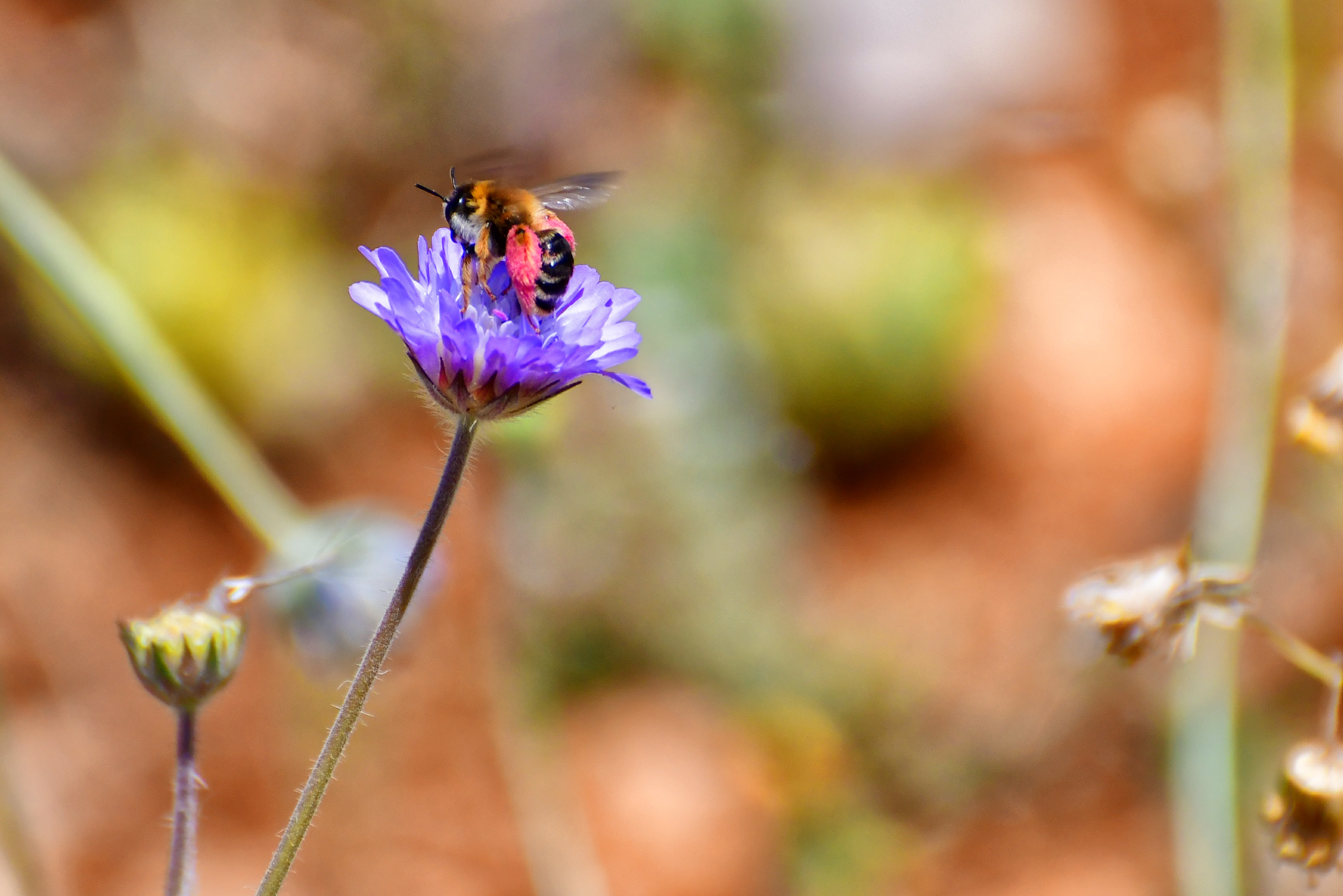 Die Zeit: Η μελισσοκομία το νέο χόμπι των Γερμανών