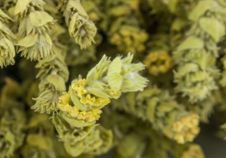 Ιωάννινα: Σύλληψη 2 ατόμων για παράνομη συλλογή σπάνιων βοτάνων