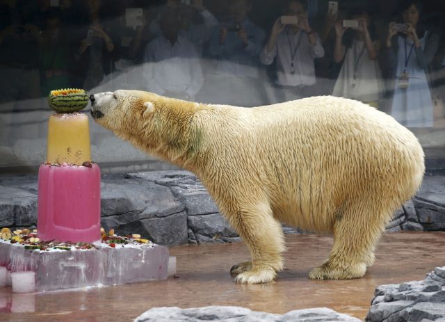 Πέθανε η πρώτη πολική αρκούδα που μεγάλωσε σε τροπικό νησί | tovima.gr