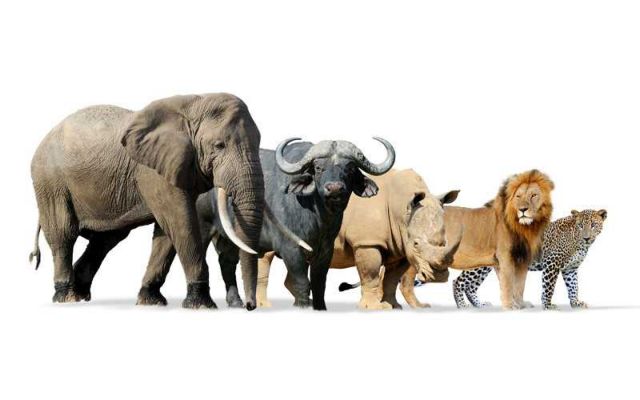 Μελέτη που αποδεικνύει ότι υπάρχουν είδη θηλαστικών που δεν γνωρίζουμε