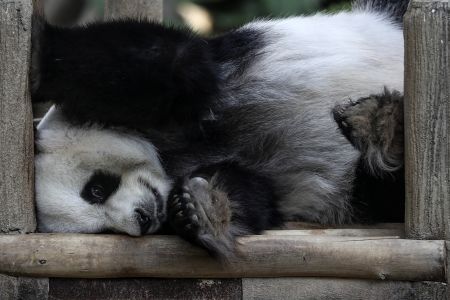 Κίνα: Γεννήθηκαν τα πρώτα δίδυμα πάντα του 2018