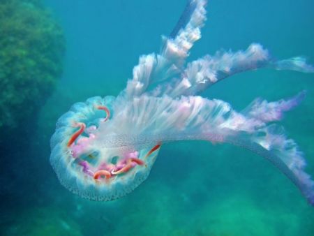 Τι θα γίνει με τις μέδουσες;