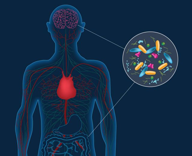 «Εμβόλιο» από καλά βακτήρια εναντίον στρες