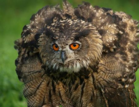 Το επταήμερο του Διόδωρου