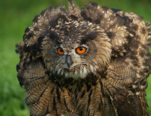 Το επταήμερο του Διόδωρου