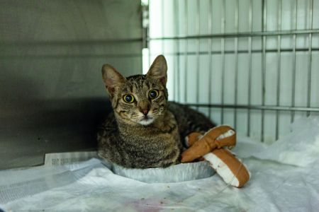 Μικροί επιζώντες