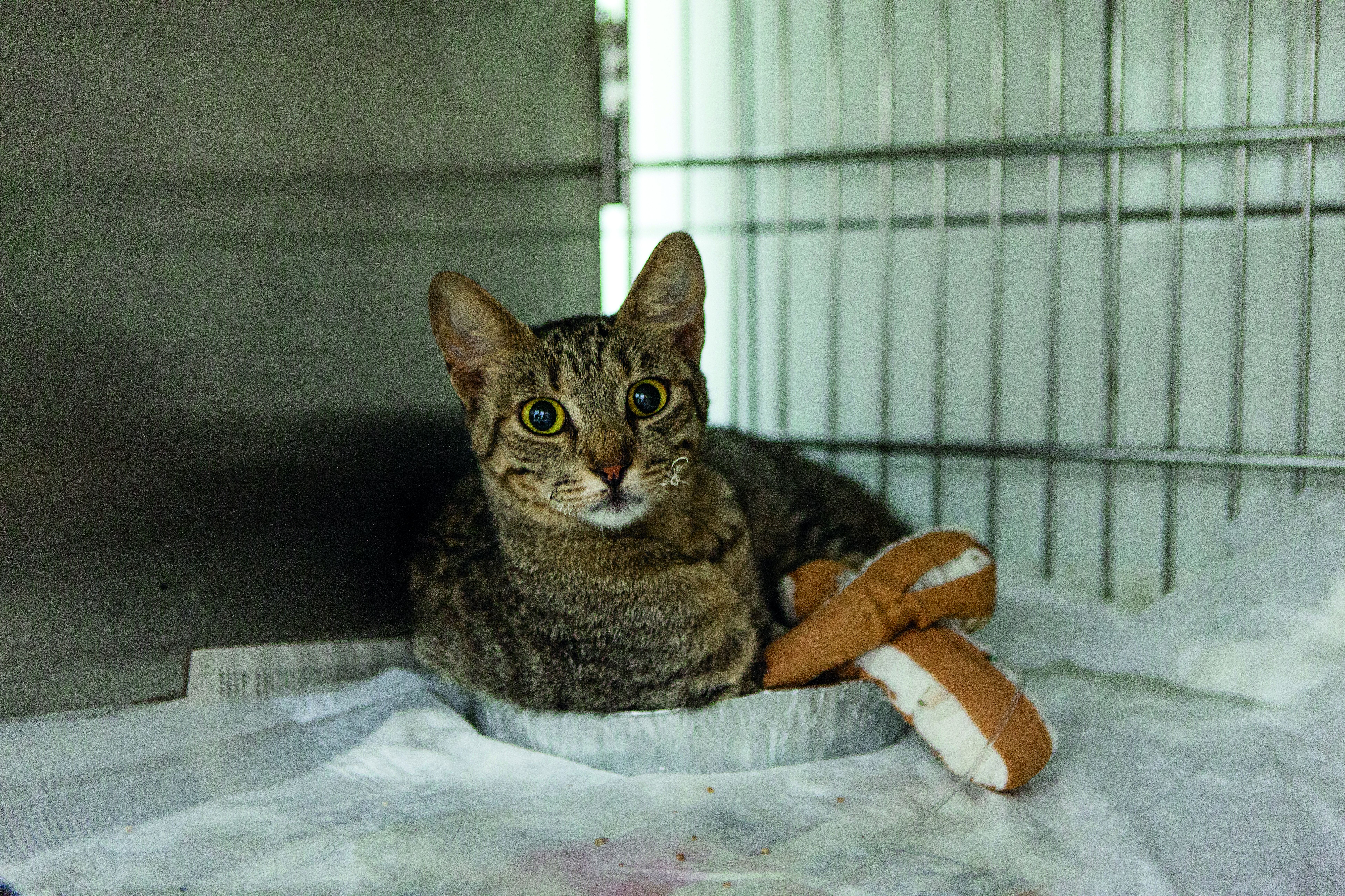 Μικροί επιζώντες