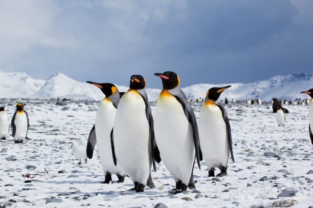 Βασιλικοί πιγκουίνοι: Κατά σχεδόν 90% έχει μειωθεί τα τελευταία 35 χρόνια ο πληθυσμός τιτς