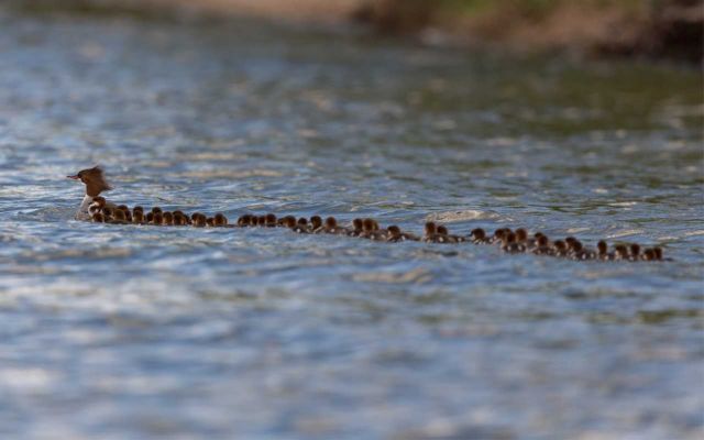 Δεκάδες παπάκια ακολουθούν την σούπερ μαμά τους