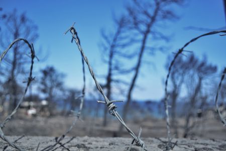 Καθηγητής Δασικής γενετικής ΑΠΘ: Καύσιμο το ρετσίνι με το οποίο είναι γεμάτο κάθε δέντρο