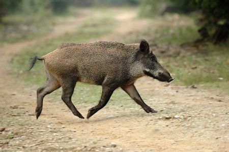 Μέτρα για αντιμετώπιση ζημιών από ημίαιμους χοίρους και αγριόχοιρους