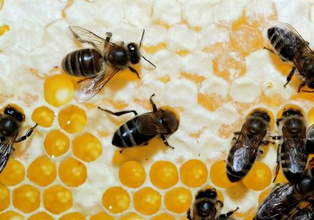 Οι μέλισσες καταργούν… εντομοκτόνα και λιπάσματα στη Βαυαρία