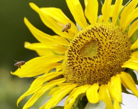 Οι αγαπητές μέλισσες, οι μισητές σφήκες και ο σπουδαίος ρόλος τους στα οικοσυστήματα και την οικονομία