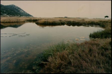 Μαζική θνησιμότητα χελιών και άλλων ψαριών στο Εθνικό Πάρκο Σχινιά – Μαραθώνα