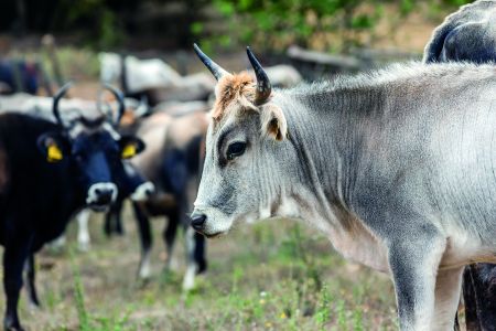 Στην κιβωτό του Δημήτρη Δήμου