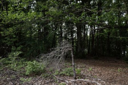 Αναρτώνται στις 19 Οκτωβρίου οι δασικοί χάρτες