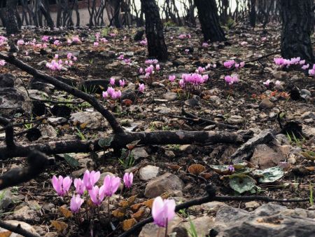 Μάτι: Η φύση αναγεννάται με τα μοβ χρώματα του πένθους