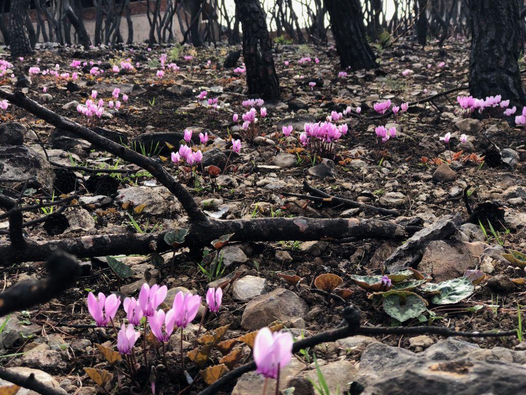 Μάτι: Η φύση αναγεννάται με τα μοβ χρώματα του πένθους