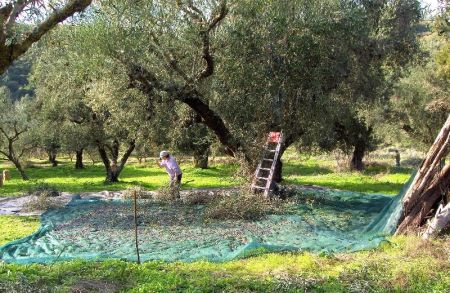 Μεγάλη ζημιά εφέτος στην ελαιοπαραγωγή από τον δάκο