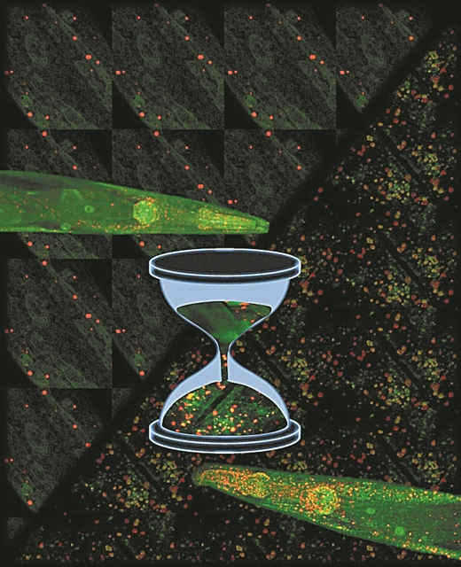 Τα «κλειδιά» της μακροζωίας