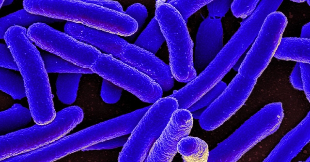 Επικίνδυνα βακτήρια πέφτουν σε «χειμερία νάρκη» για να ξεφύγουν από τα αντιβιοτικά | tovima.gr