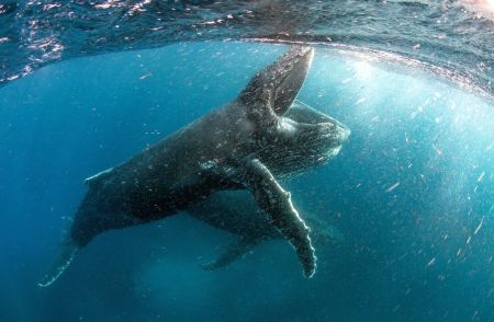 «Ο Πλανήτης μας» έρχεται στο Netflix