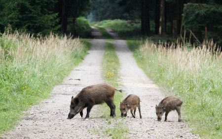 Ζίτσα: Θανάσιμος τραυματισμός 32χρονου σε κυνήγι αγριογούρουνου