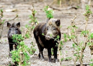 Δυτική Αχαΐα: Οι αγριόχοιροι στις αυλές και οι κάτοικοι ανάστατοι