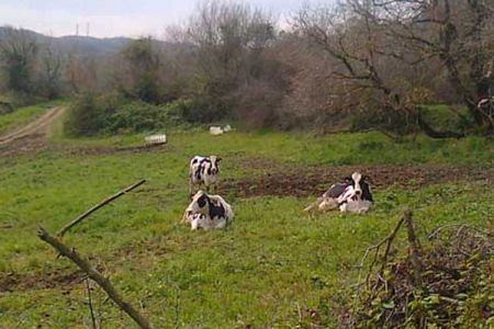 Σε «καραντίνα» μολυσμένη μονάδα βοοειδών στην Πρέβεζα
