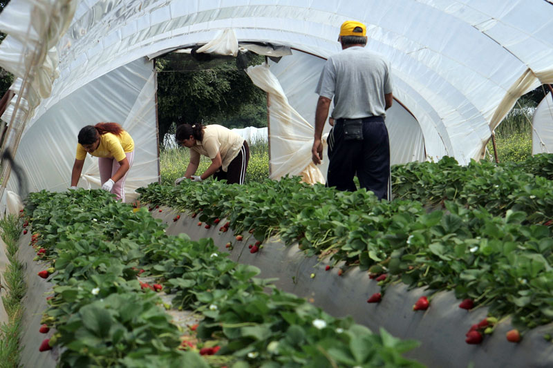 Ημερίδα για την υπόθεση της Μανωλάδας