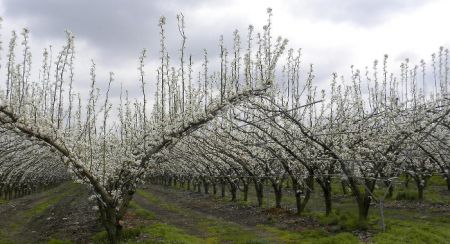 ΕΛΣΤΑΤ: Μείωση εκμεταλλεύσεων σε όλα τα οπωροφόρα δέντρα