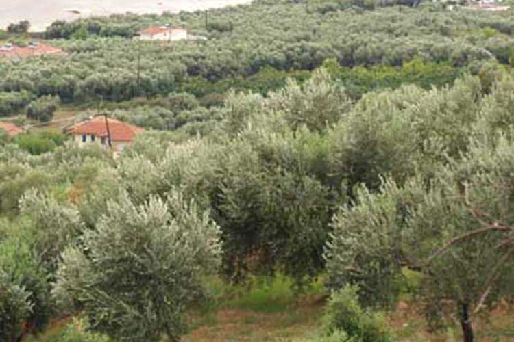 Πρέβεζα: Επιτήδειοι αφήνουν χωρίς καρπό τα δίχτυα των ελαιοπαραγωγών