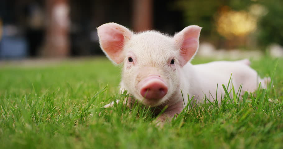 Πιο κοντά στις μεταμοσχεύσεις οργάνων… χοίρων σε ανθρώπους