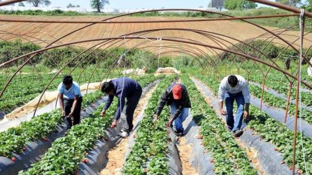 Ελλάδα, Ιταλία, Ισπανία: Βία, ρατσισμός και εκμετάλλευση για τους μετανάστες εργάτες στον αγροτικό τομέα
