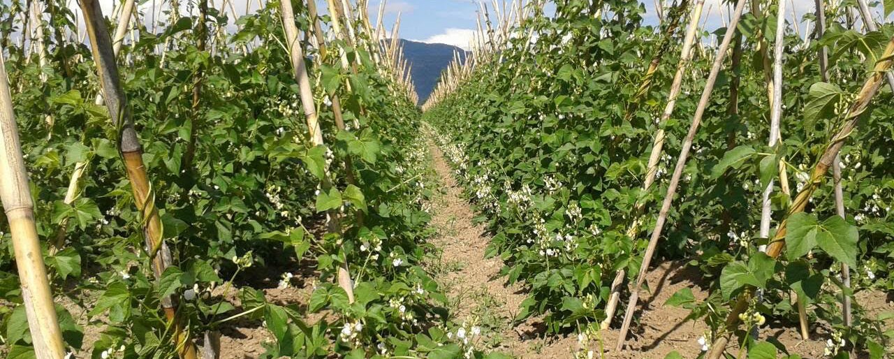 Τους εμπόρους για εναρμόνιση τιμών καταγγέλλουν οι παραγωγοί φασολιών