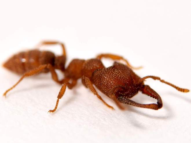 Τροπικό μυρμήγκι «Δράκουλας: Κινεί τις δαγκάνες του με πάνω από 320 χιλ. την ώρα