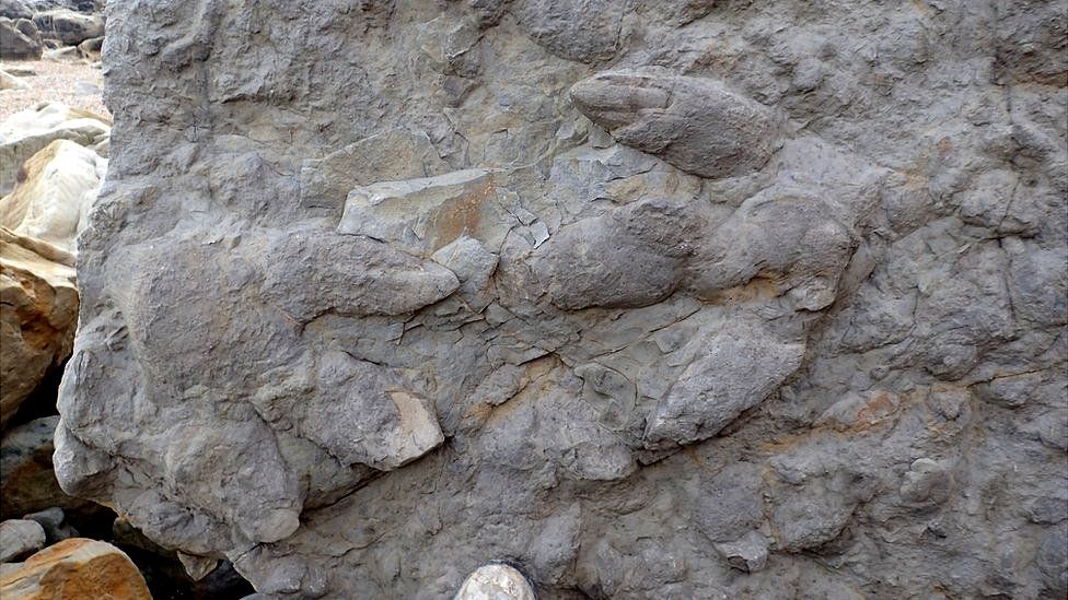 Πατημασιές δεινοσαύρων ηλικίας 100 εκ. ετών ανακαλύφθηκαν στο Σάσεξ της Βρετανίας