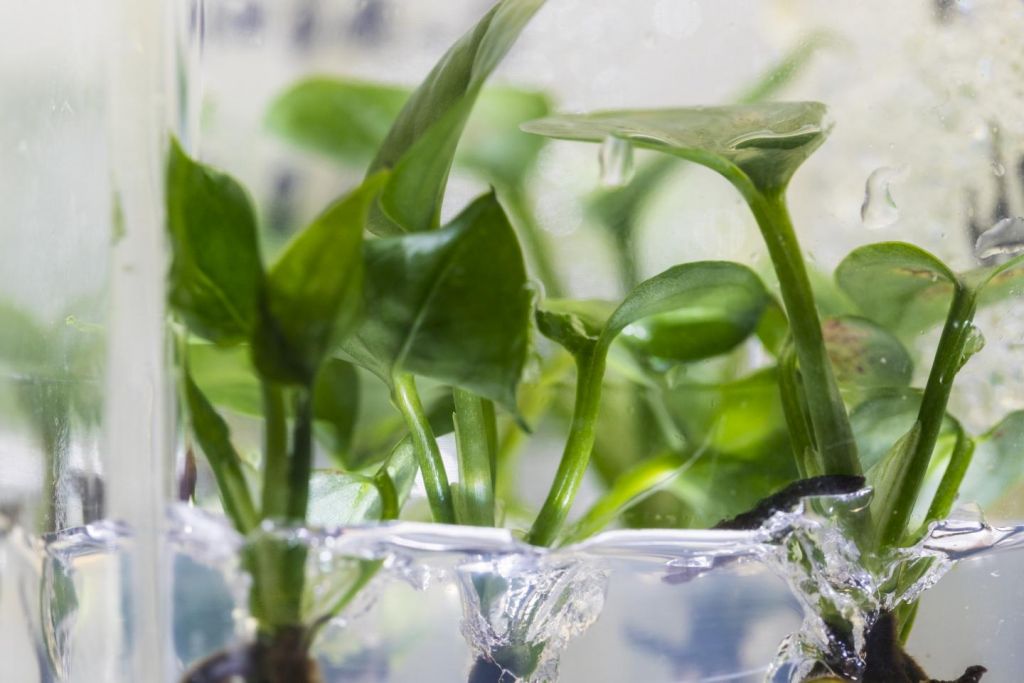 Το πρώτο φυτό εσωτερικού χώρου που καθαρίζει τον αέρα από καρκινογόνες ουσίες