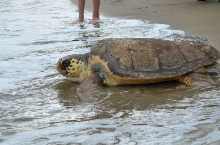 Χρονιά ρεκόρ για τις φωλιές Caretta Caretta στη Ζάκυνθο