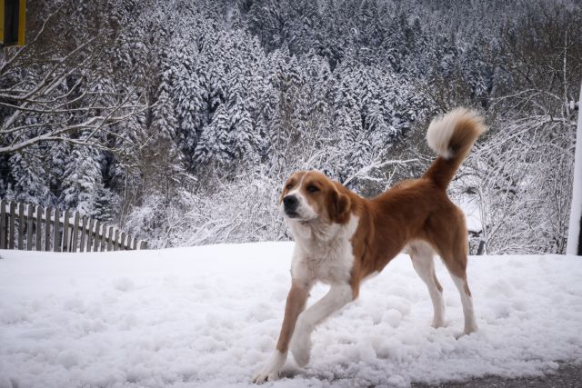Δελτίο ΕΜΥ : Χιόνια και πτώση της θερμοκρασίας έως 18 βαθμούς